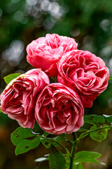 Beautiful pink rosebuds in full bloom on a branch.