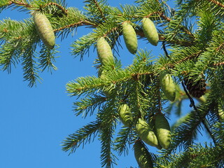 Fototapeta premium firs and fir trees with cones and needles