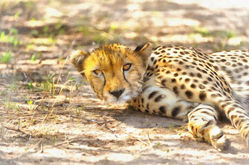 Cheetah, Acinonyx jubatus in African savannah East Africa Tanzania