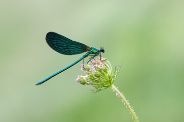 Beautiful damselfly Calopteryx virgo on the flower morning dew summer