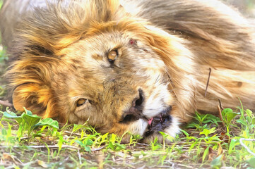 Lion, Pantera Leo in African savannah East Africa Tanzania © idea_studio