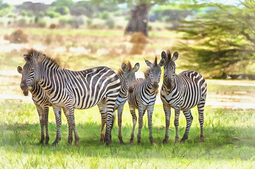Fototapeta na wymiar Zebra, Equs burchelli in African savannah East Africa Tanzania