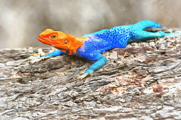 Kenyan rock agama, Agama lionotus, Tanzania East Africa.