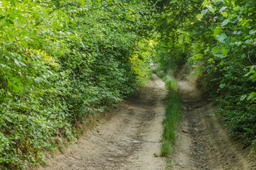 Fototapeta na wymiar A winding field path through a green forest 