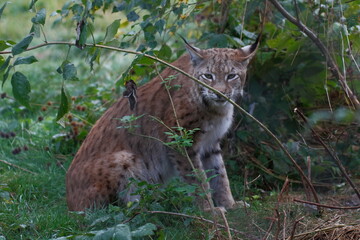 Fast lynx in its outdoor enclosure