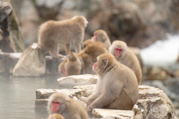 Obraz premium 湯気上がる温泉とニホンザル