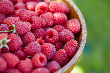 raspberries in a wooden bowl in garden