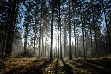 Waldidylle im Wald, Sonnengegenlicht durchbricht den Nebel und lässt die Bäume lange Schatten werfen.