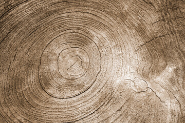Naklejka premium Ring pattern on a cut surface of an old dried wood stump.