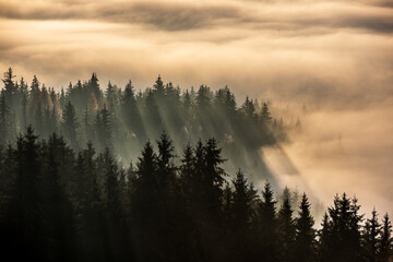 Forest in morning fog. Fog divided by sun rays. Misty morning view in wet mountain area. 
