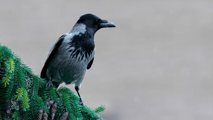bird, krähe, natur, black, wild lebende tiere, tier, wild, elster, schnabel, bird, feather
