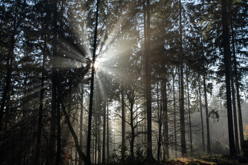 Fototapeta na wymiar Waldidylle im Wald, Sonnengegenlicht durchbricht den Nebel und lässt die Bäume lange Schatten werfen.