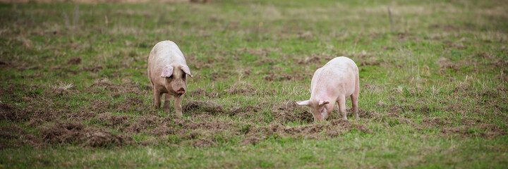 Three pigs graze on the farm. Extra wide banner