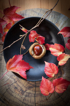 Kastanie mit Herbstbl&auml;ttern