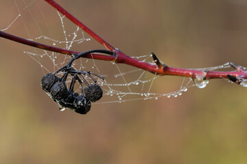Giftige Beeren der Gartenpflanze Hartriegel (lat.: Cornus) im Herbst mit Spinnenweben und Tropfen...