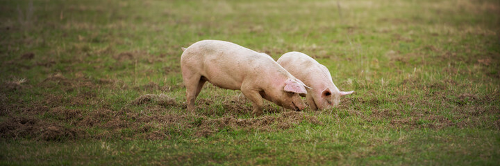 Three pigs graze on the farm. Extra wide banner