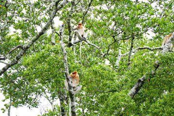 Photo picture of a beautiful monkey nasach Nasalis larvatus against the backdrop of the tropical island jungle.