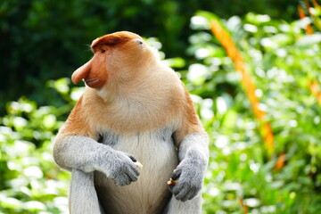 Photo picture of a beautiful monkey nasach Nasalis larvatus against the backdrop of the tropical island jungle.