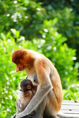 Naklejka premium Photo picture of a beautiful monkey nasach Nasalis larvatus against the backdrop of the tropical island jungle.