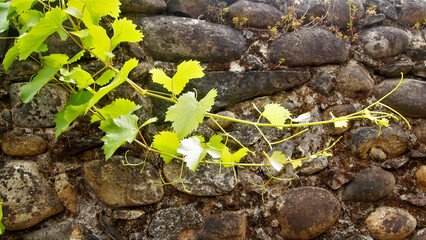 Weinreben vor Steinmauer
