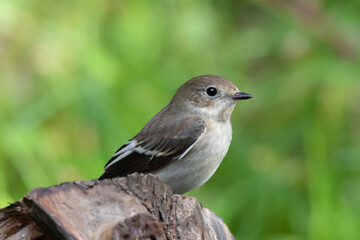 Close up of a female Pied Flycatcher