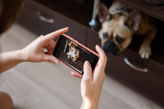 A woman photographs a french bulldog on a phone camera. Photo of a dog on a phone screen held by a photographer or blogger