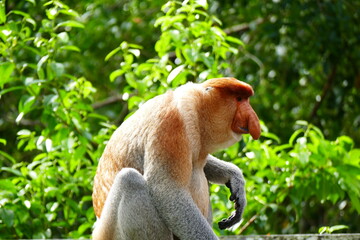 Photo picture of a beautiful monkey nasach Nasalis larvatus against the backdrop of the tropical island jungle.