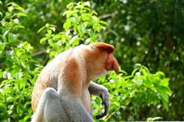 Photo picture of a beautiful monkey nasach Nasalis larvatus against the backdrop of the tropical island jungle.