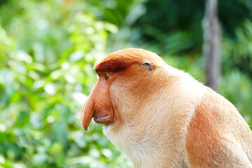 Naklejka premium Photo picture of a beautiful monkey nasach Nasalis larvatus against the backdrop of the tropical island jungle.