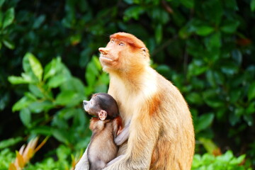 Photo picture of a beautiful monkey nasach Nasalis larvatus against the backdrop of the tropical island jungle.