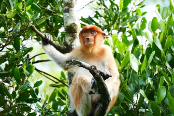 Photo picture of a beautiful monkey nasach Nasalis larvatus against the backdrop of the tropical island jungle.
