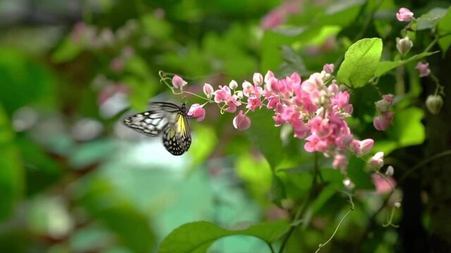 Yellow Glassy Tiger Butterfly Flying From One Flower To Another In A Beautiful Garden With Flowers. Slow Motion.