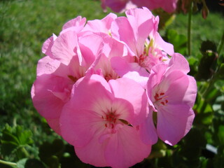 rose flowers