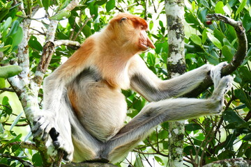 Photo picture of a beautiful monkey nasach Nasalis larvatus against the backdrop of the tropical island jungle.