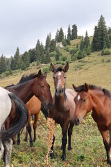 Obraz premium horses in the mountains