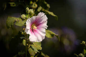 Closeup of a common hollyhock in summer