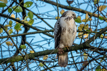 white tailed hawk