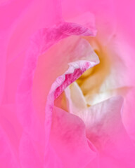 rose flower top view closeup with vivid violet vignetting, filtered image