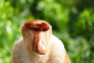 Naklejka premium Photo picture of a beautiful monkey nasach Nasalis larvatus against the backdrop of the tropical island jungle.