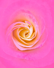 rose flower top view closeup with vivid violet vignetting, filtered image