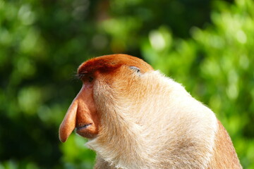 Fototapeta premium Photo picture of a beautiful monkey nasach Nasalis larvatus against the backdrop of the tropical island jungle.
