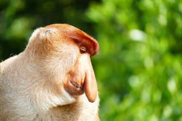 Naklejka premium Photo picture of a beautiful monkey nasach Nasalis larvatus against the backdrop of the tropical island jungle.