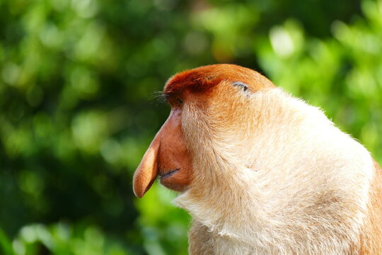 Photo picture of a beautiful monkey nasach Nasalis larvatus against the backdrop of the tropical island jungle.