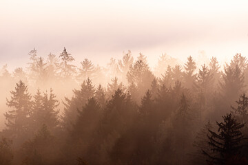 Schichten aus Nadelb&auml;umen im Nebel zu Sonnenaufgang