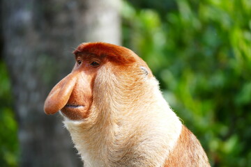 Naklejka premium Photo picture of a beautiful monkey nasach Nasalis larvatus against the backdrop of the tropical island jungle.