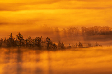 In warmen Morgenlicht ragt eine Baumreihe aus dem Nebel hervor