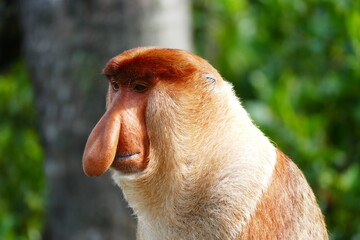 Photo picture of a beautiful monkey nasach Nasalis larvatus against the backdrop of the tropical island jungle.