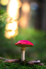 Ein Fliegenpilz steht im Wald, das Licht kommt von hinten und rundherum sind B&auml;ume zu sehen