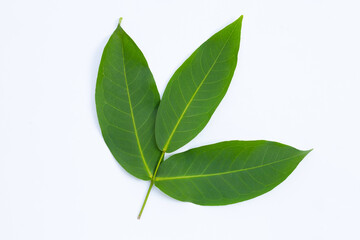 Rose apple  leaves on white background.
