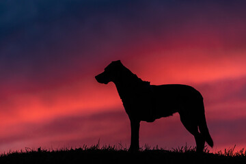 Die Silhouette eines großen Hundes auf einem Hügel im Gegenlicht des pinken Himmels nach dem Sonnenuntergang 